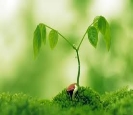 Вчені вважають, що рослини спілкуються одне з одним за допомогою коріння.  Як саме - новини Еспресо TV | Україна